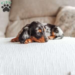 River, Dachshund Puppy