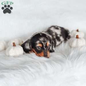 River, Dachshund Puppy
