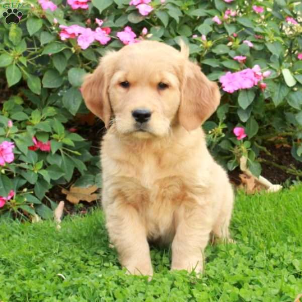 Rocket, Golden Retriever Puppy