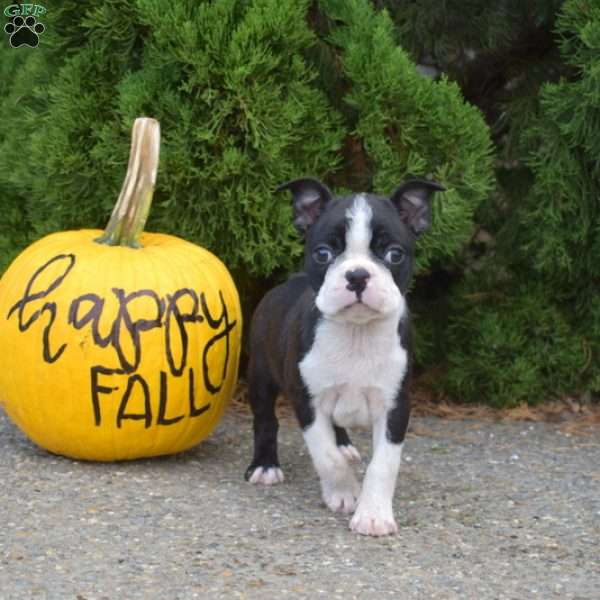 Rocket, Boston Terrier Puppy