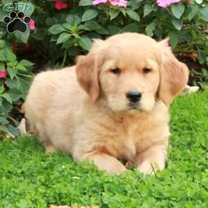 Rocket, Golden Retriever Puppy