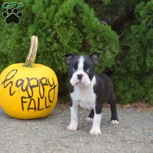 Rocket, Boston Terrier Puppy