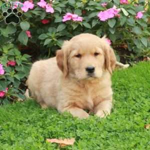 Rocket, Golden Retriever Puppy