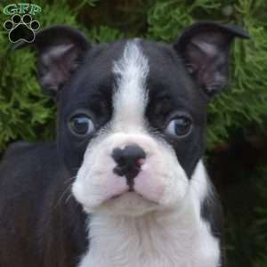 Rocket, Boston Terrier Puppy