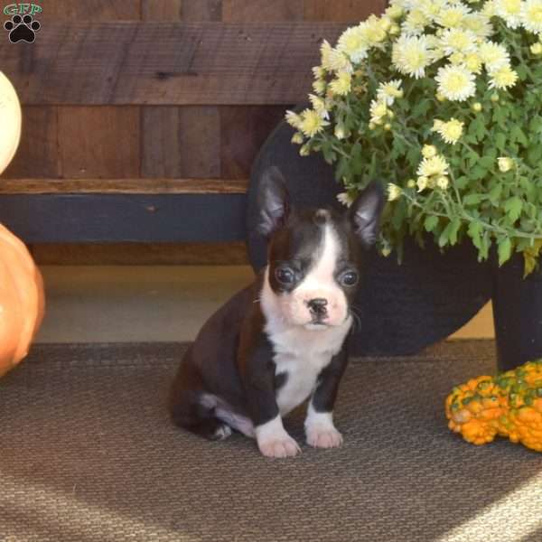 Rocko, Boston Terrier Puppy