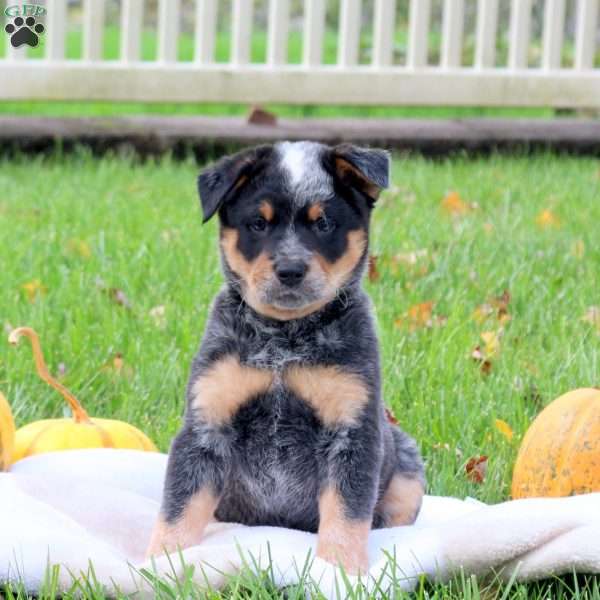 Rocky, Blue Heeler – Australian Cattle Dog Puppy