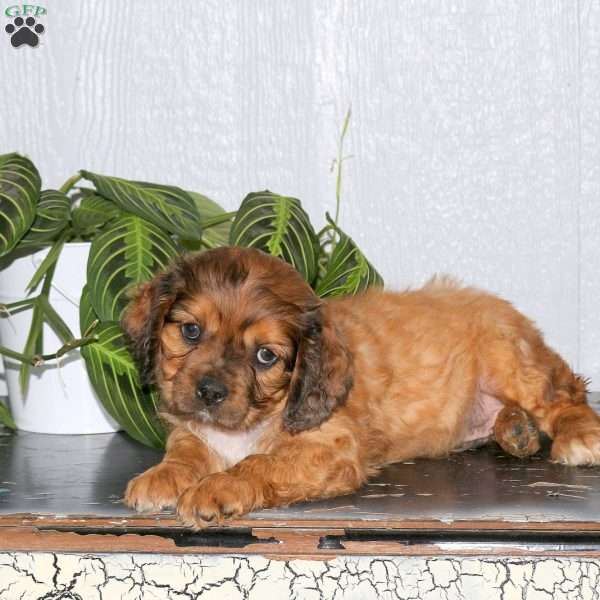 Rocky, Cavalier King Charles Mix Puppy