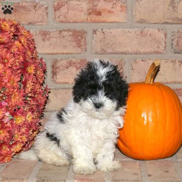 Rolo, Shih-Poo Puppy