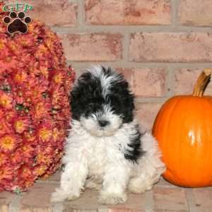 Rolo, Shih-Poo Puppy
