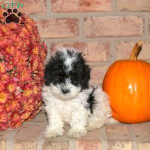 Rolo, Shih-Poo Puppy