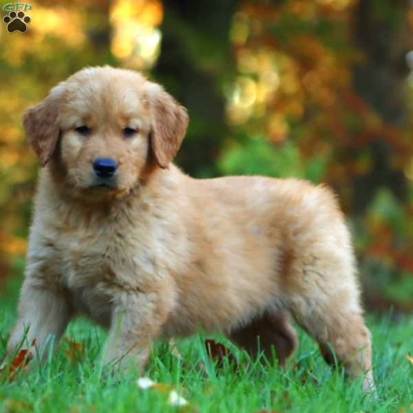 Rookie, Golden Retriever Puppy