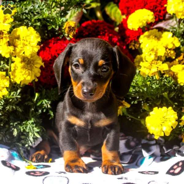 Rory – Mini, Dachshund Puppy