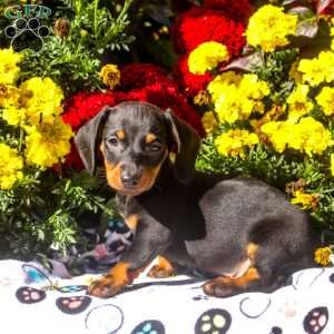 Rory – Mini, Dachshund Puppy