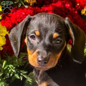 Rory – Mini, Dachshund Puppy