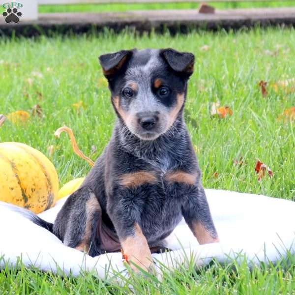 Rosa, Blue Heeler – Australian Cattle Dog Puppy