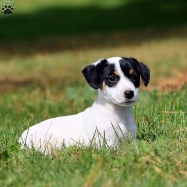 Rosa, Jack Russell Terrier Puppy