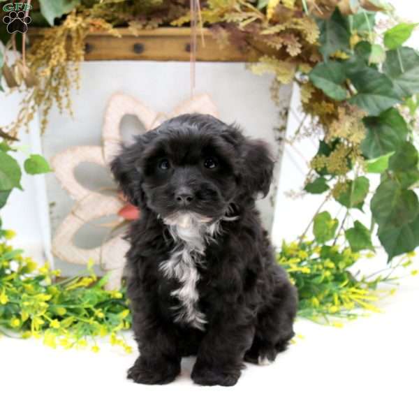 Rose, Havapoo Puppy