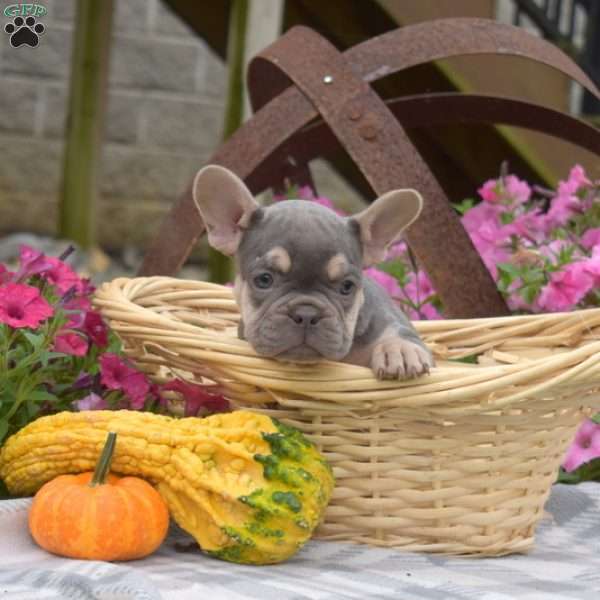 Rosie, French Bulldog Puppy