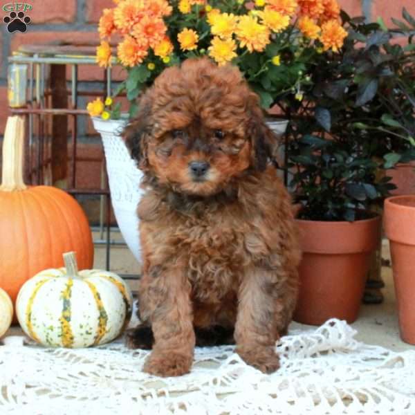 Rosie, Havapoo Puppy