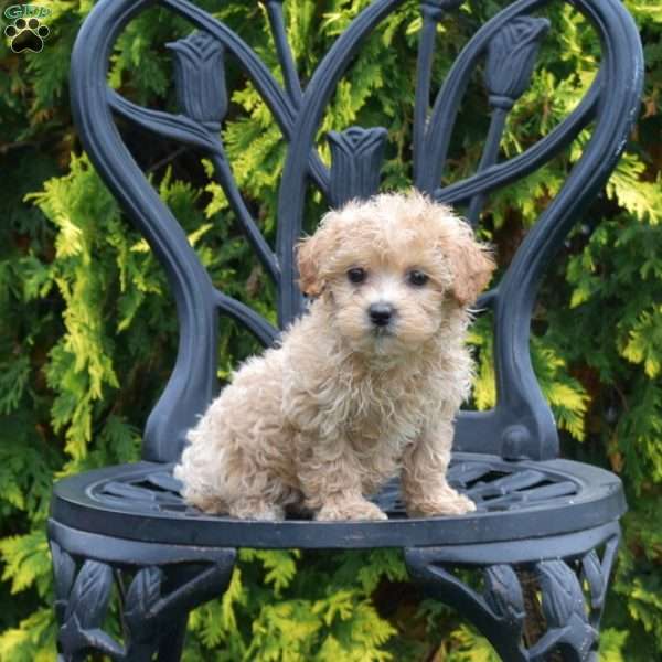 Rosie, Maltipoo Puppy