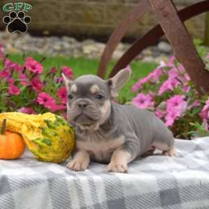 Rosie, French Bulldog Puppy