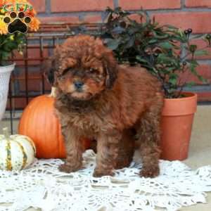 Rosie, Havapoo Puppy