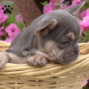 Rosie, French Bulldog Puppy