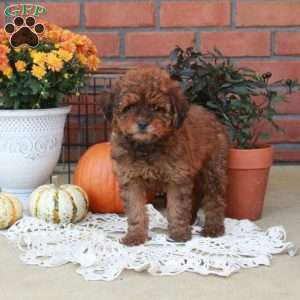 Rosie, Havapoo Puppy