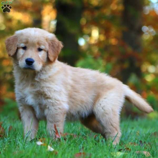 Ross, Golden Retriever Puppy