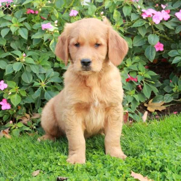 Rover, Golden Retriever Puppy