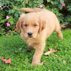 Rover, Golden Retriever Puppy