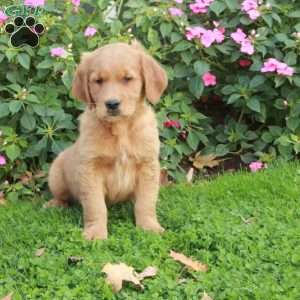 Rover, Golden Retriever Puppy