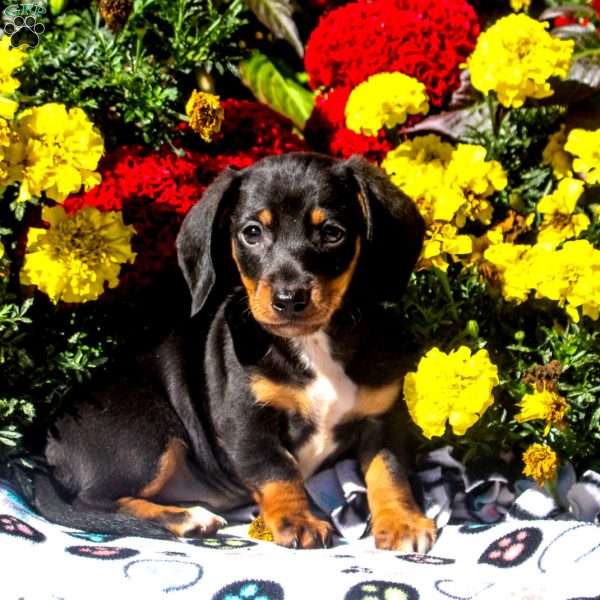 Rowan – Mini, Dachshund Puppy