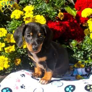 Rowan – Mini, Dachshund Puppy
