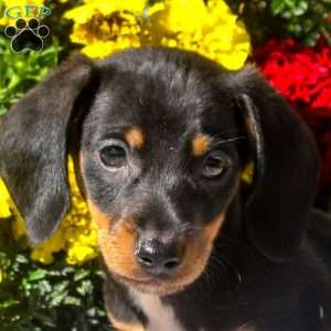 Rowan – Mini, Dachshund Puppy