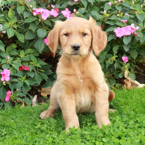 Roxie, Golden Retriever Puppy