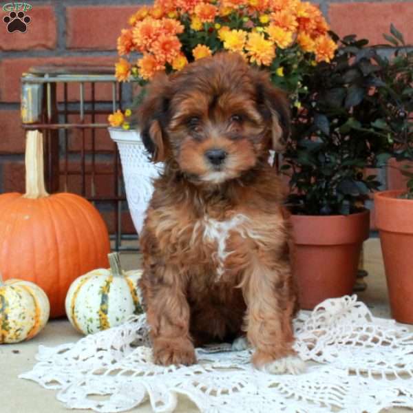 Roxie, Havapoo Puppy