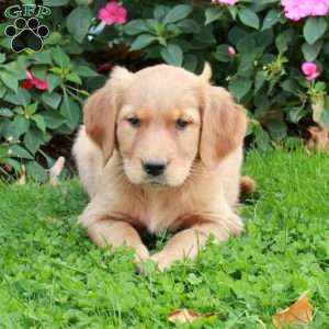 Roxie, Golden Retriever Puppy