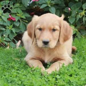 Roxie, Golden Retriever Puppy