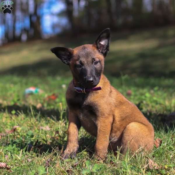 Roxy, Belgian Malinois Puppy