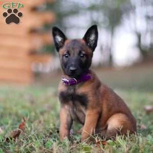 Roxy, Belgian Malinois Puppy