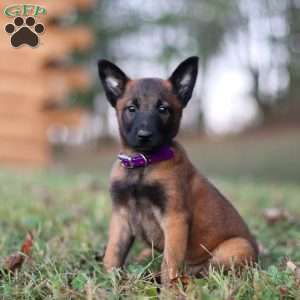 Roxy, Belgian Malinois Puppy