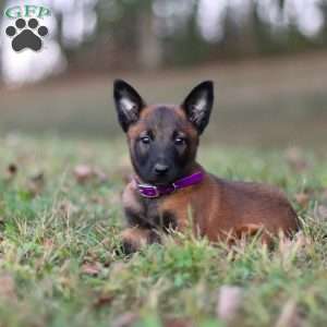 Roxy, Belgian Malinois Puppy