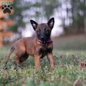 Roxy, Belgian Malinois Puppy