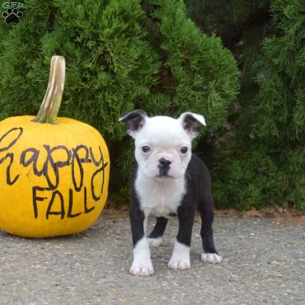 Roxy, Boston Terrier Puppy