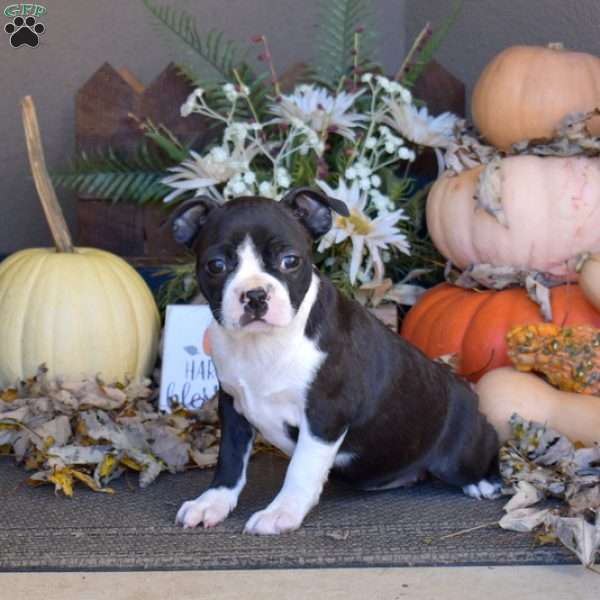 Roxy, Boston Terrier Puppy
