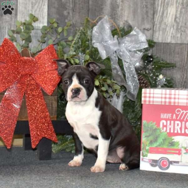 Roxy, Boston Terrier Puppy