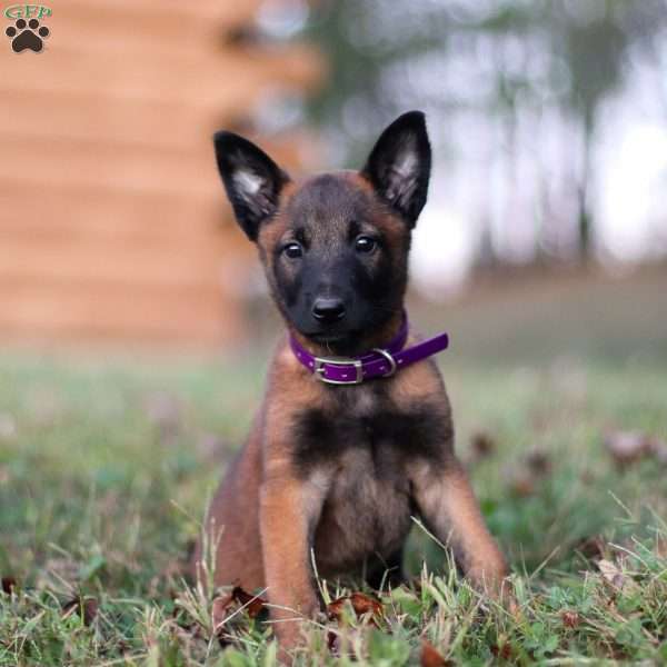 Roxy, Belgian Malinois Puppy