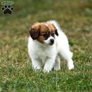 Royal, Papillon Puppy