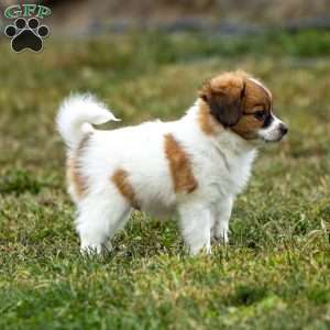 Royal, Papillon Puppy